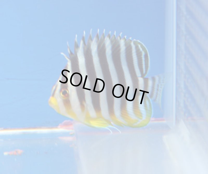 画像1: シマヤッコ (1)