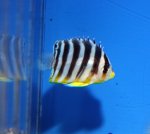 画像1: シマヤッコ (1)