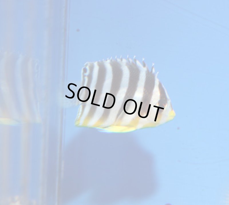 画像1: シマヤッコ (1)