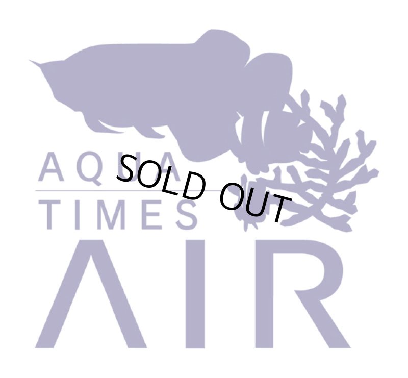 画像1: コブヒトデ (1)