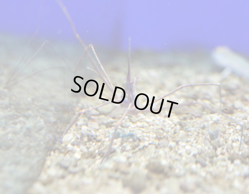 画像1: アロークラブ (1)