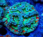 画像1: ウィルソニー (1)