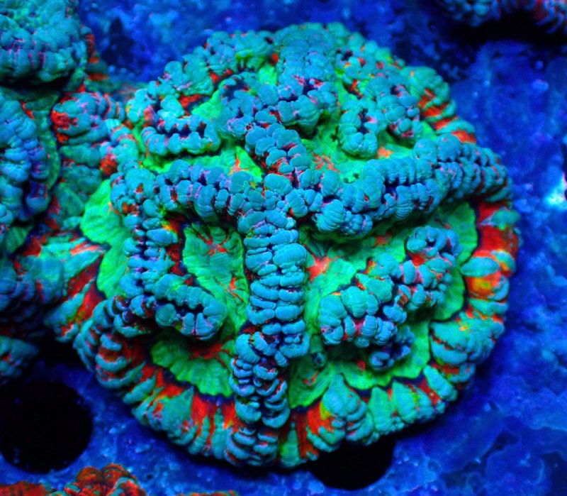 画像1: ウィルソニー (1)