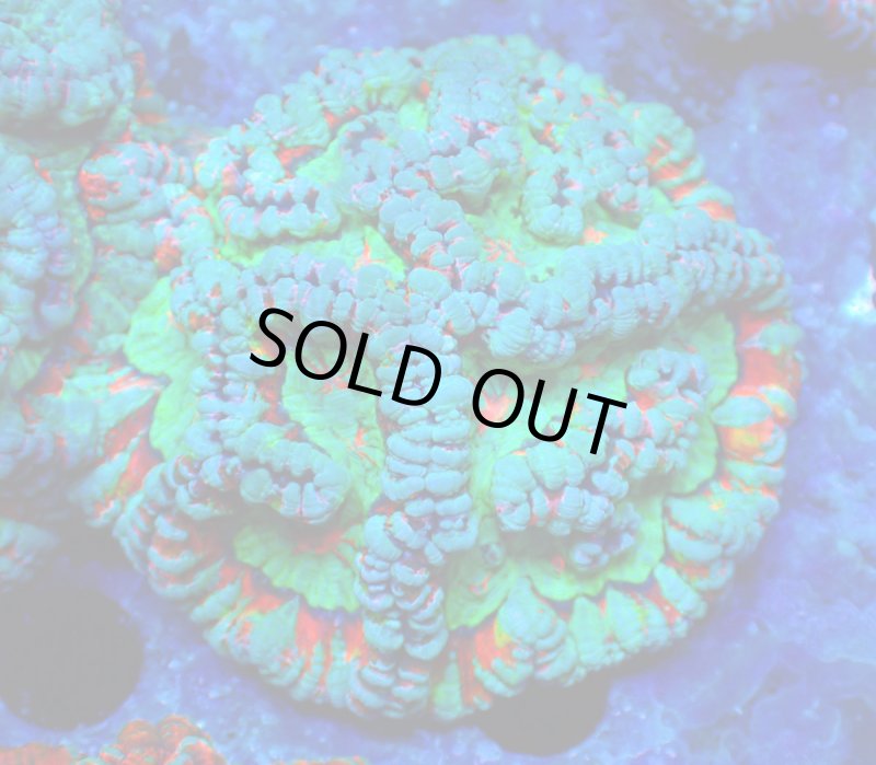 画像1: ウィルソニー (1)