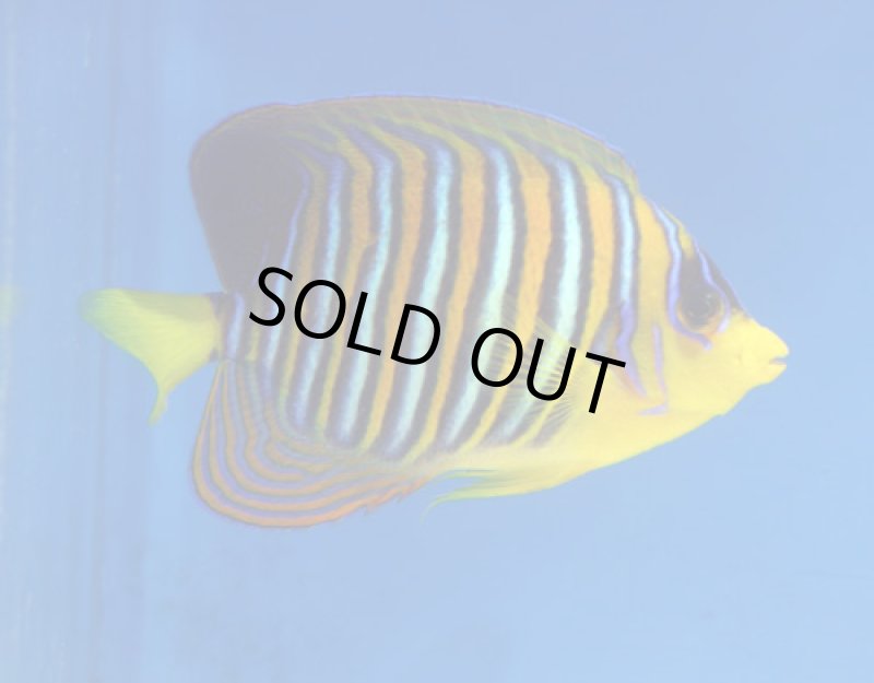 画像2: ニシキヤッコ (2)