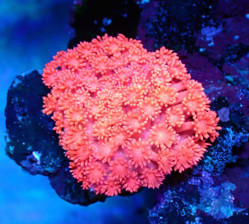 画像1: ハナガササンゴ　 (1)