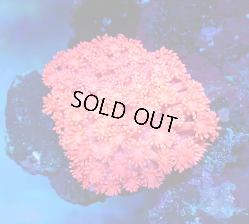 画像1: ハナガササンゴ　 (1)