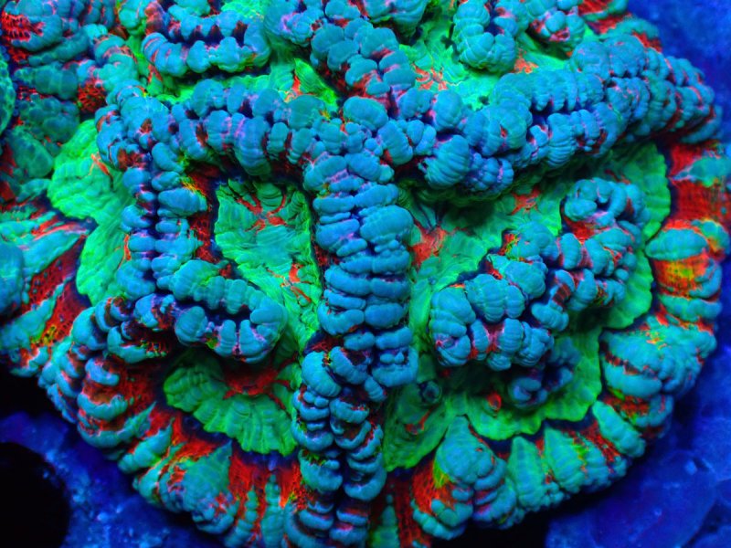 画像2: ウィルソニー (2)