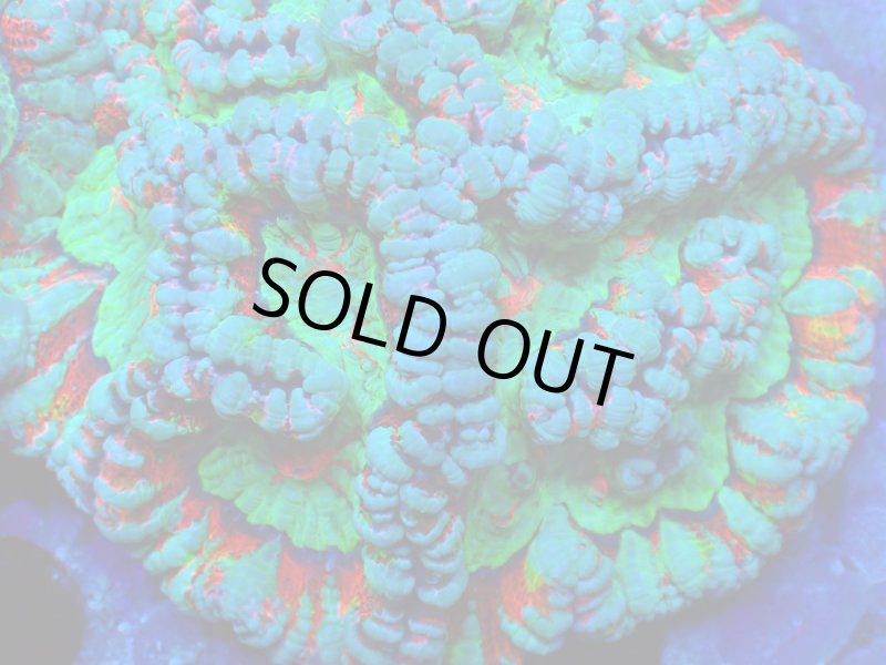 画像2: ウィルソニー (2)