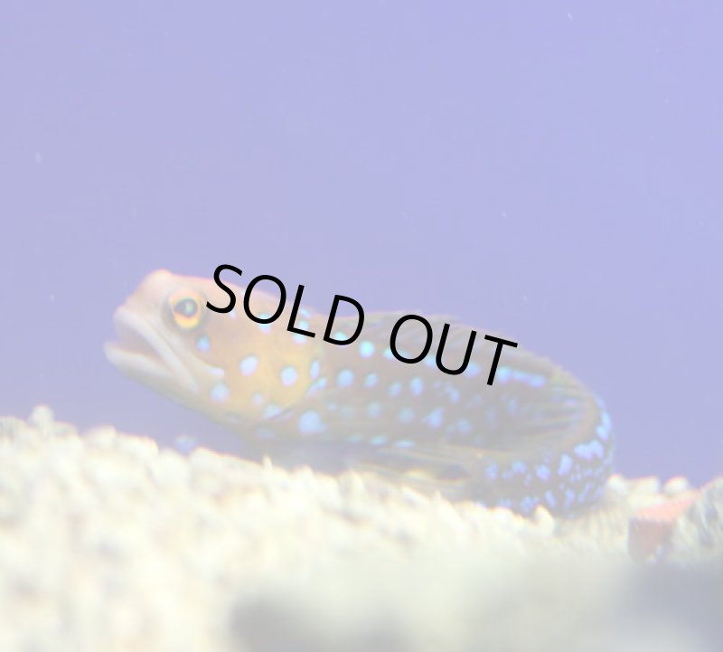 画像1: ブルースポットジョー (1)