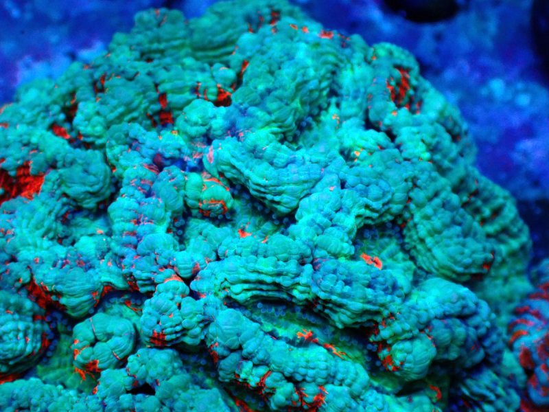 画像2: ウィルソニー (2)