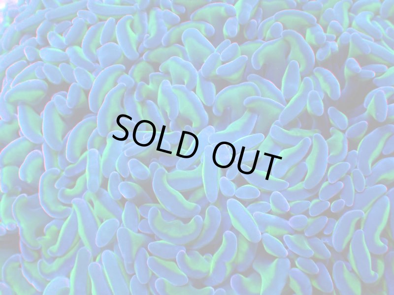 画像2: ナガレハナ (2)