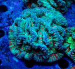 画像1: ウィルソニー (1)