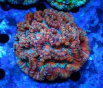 画像1: ウィルソニー (1)