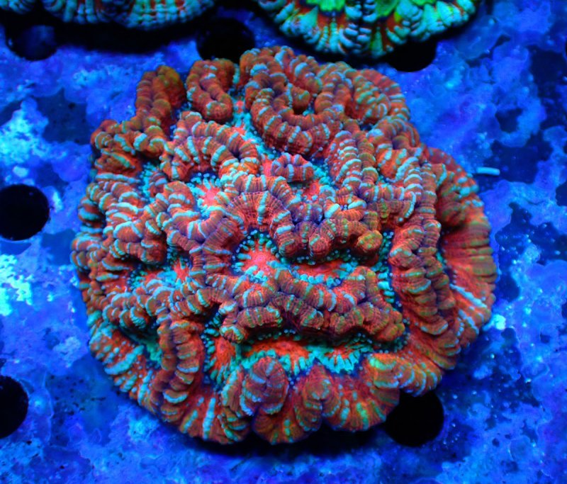 画像1: ウィルソニー (1)