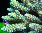画像2: Acropora (2)