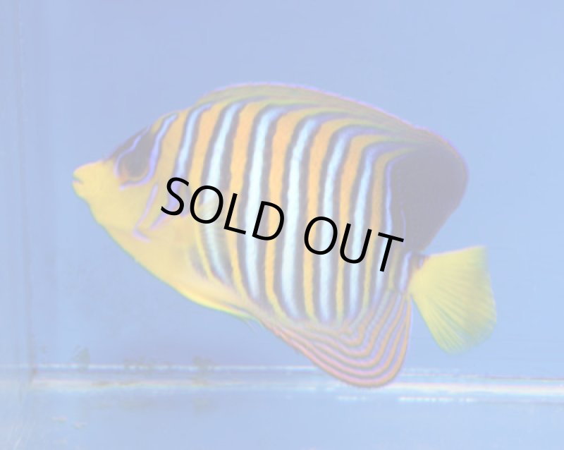 画像3: ニシキヤッコ (3)