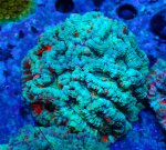 画像1: ウィルソニー (1)