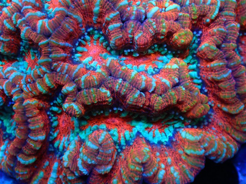 画像2: ウィルソニー (2)