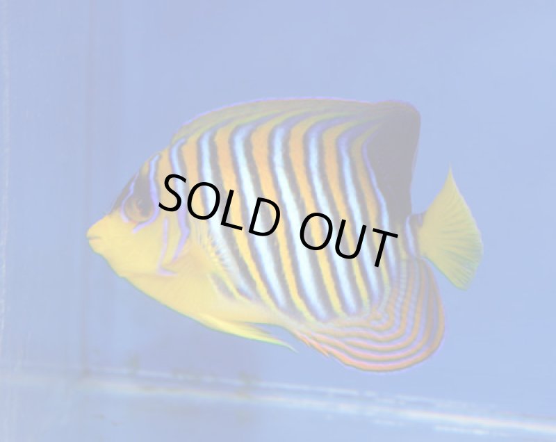 画像1: ニシキヤッコ (1)