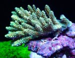 画像1: Acropora (1)