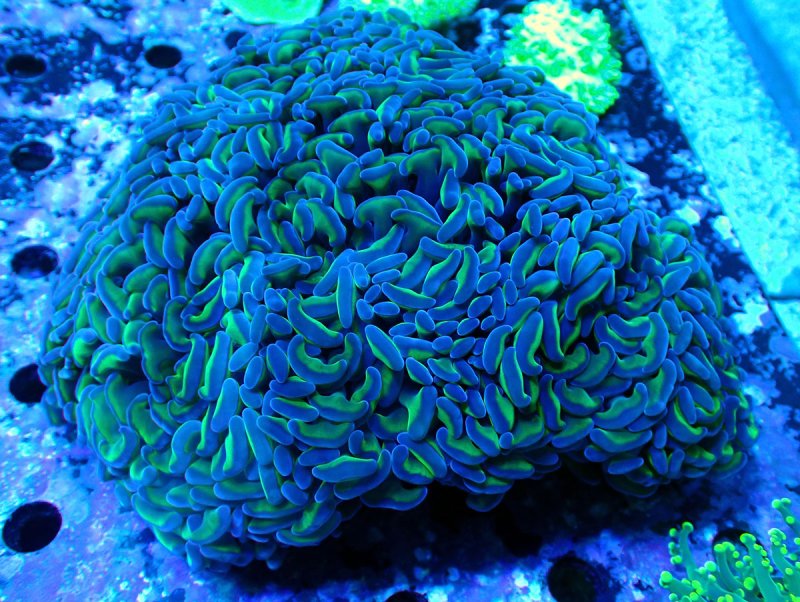 画像1: ナガレハナ (1)