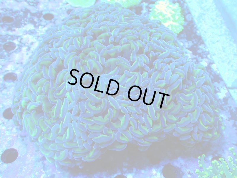 画像1: ナガレハナ (1)