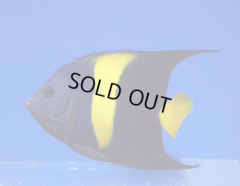 画像2: アズファー (2)