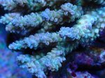 画像2: Acropora (2)