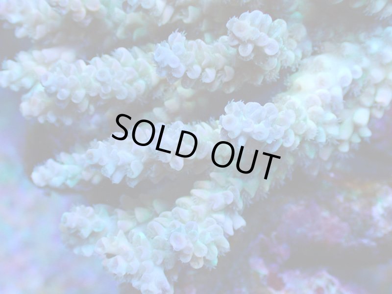 画像2: Acropora (2)