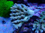 画像1: Acropora (1)