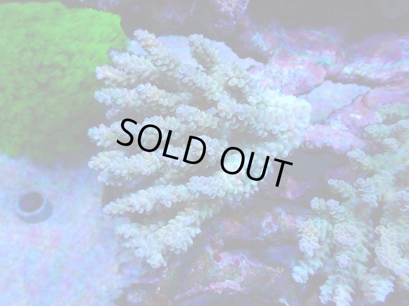 画像1: Acropora (1)