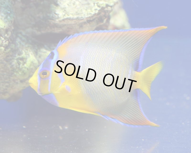 画像1: クィーンエンゼル (1)