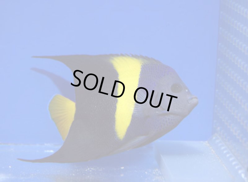 画像1: アズファー (1)