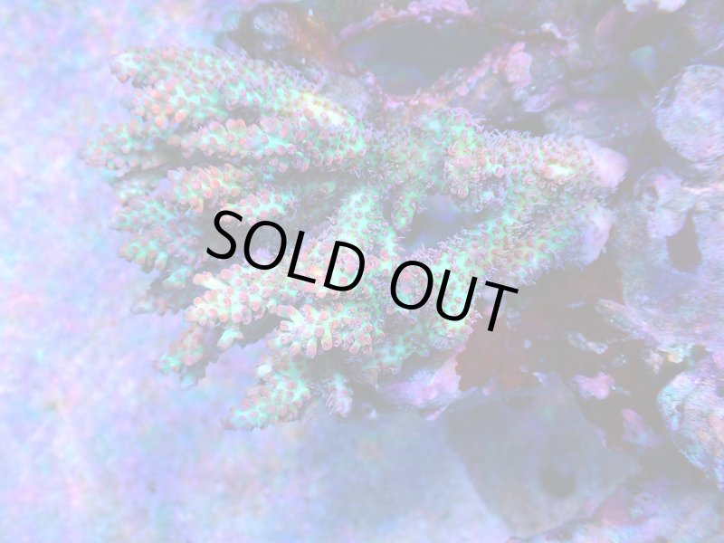 画像1: Acropora (1)