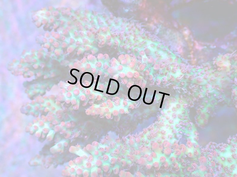 画像2: Acropora (2)