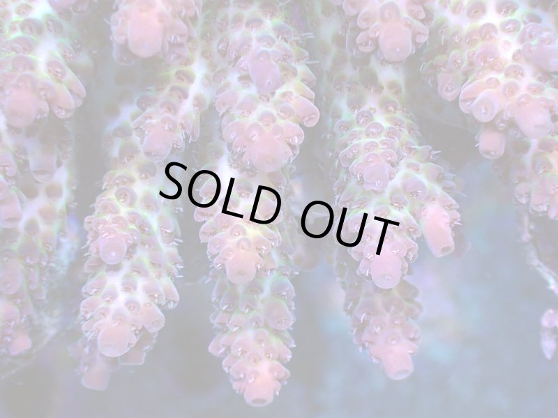 画像2: Acropora (2)