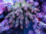 画像1: Acropora (1)