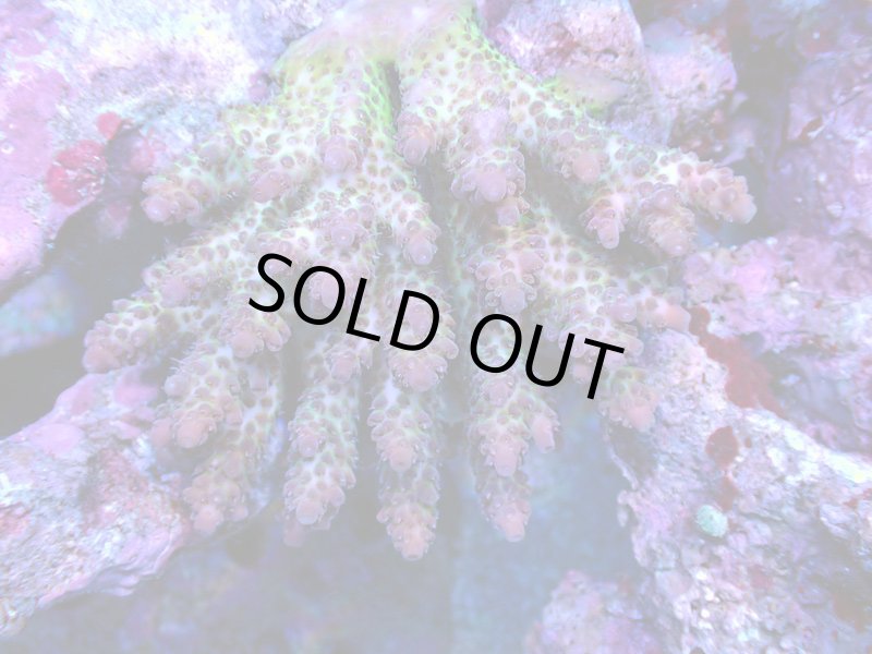 画像1: Acropora (1)