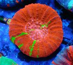 画像2: スコリミア (2)