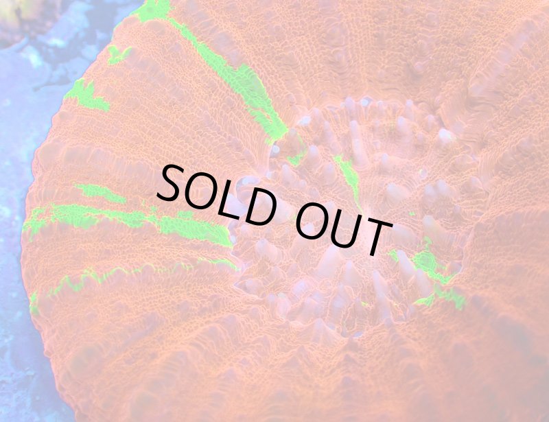 画像3: スコリミア (3)