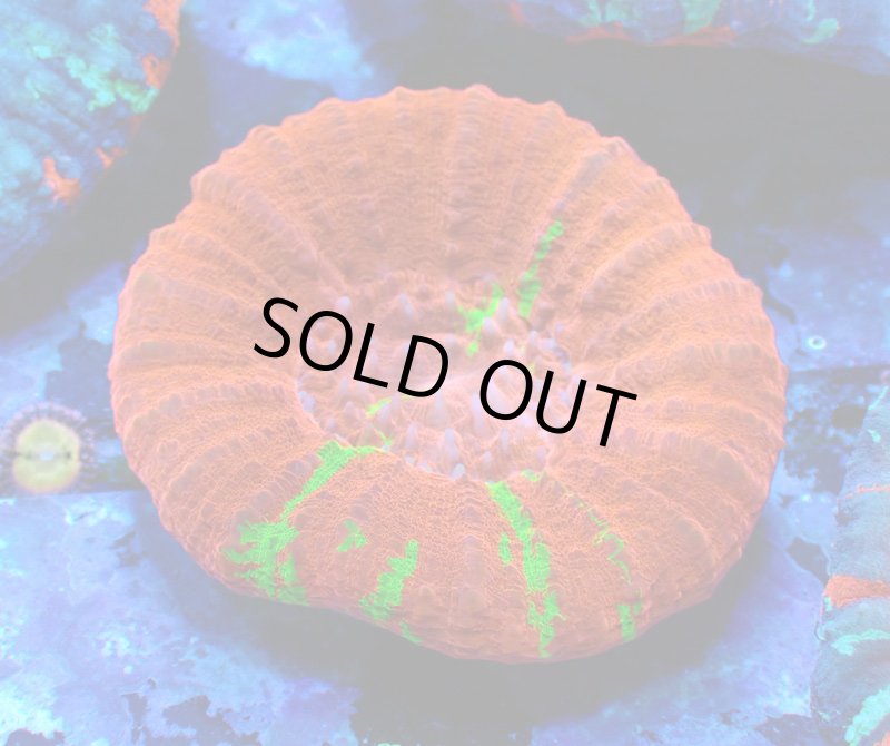 画像1: スコリミア (1)