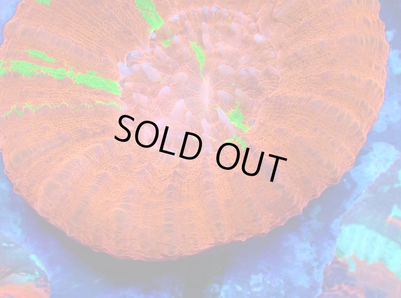 画像4: スコリミア (4)