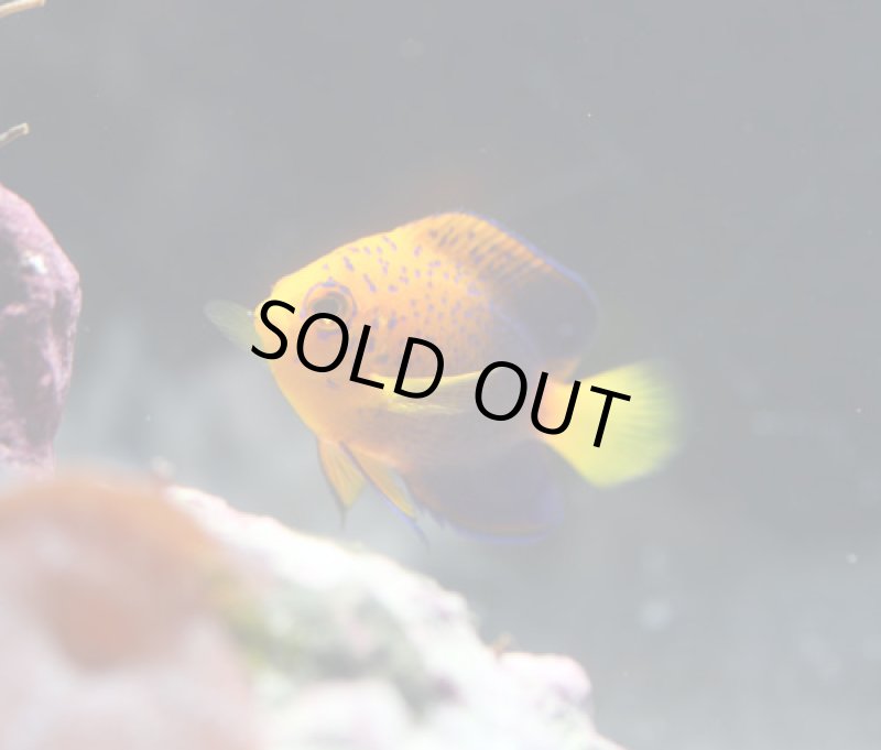 画像5: レンテンヤッコ (5)