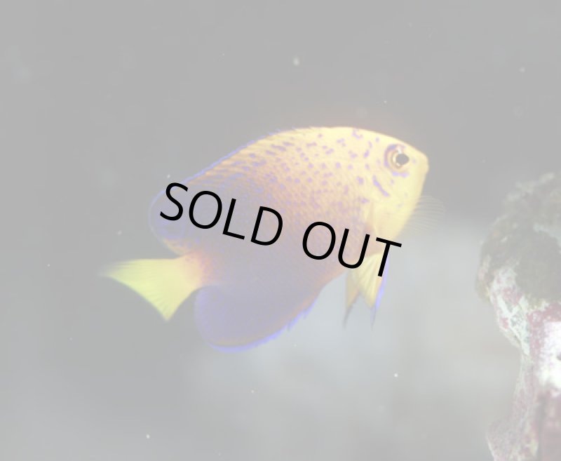 画像3: レンテンヤッコ (3)