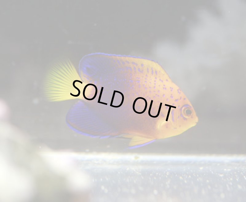 画像1: レンテンヤッコ (1)