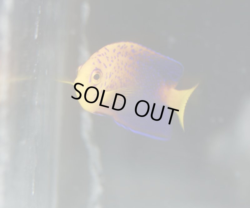 画像4: レンテンヤッコ (4)