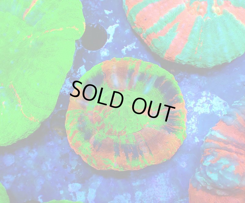 画像1: スコリミア (1)