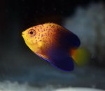 画像2: レンテンヤッコ (2)