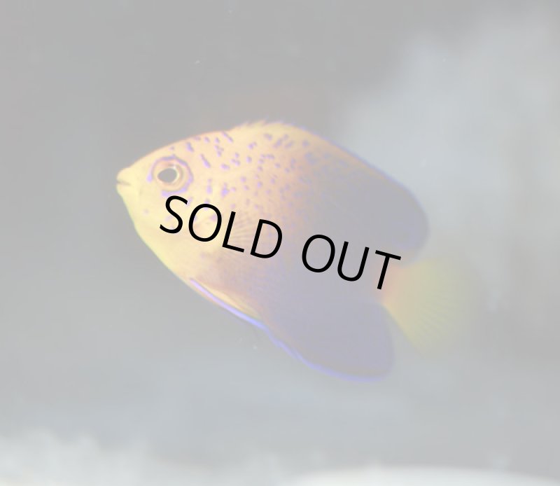 画像2: レンテンヤッコ (2)